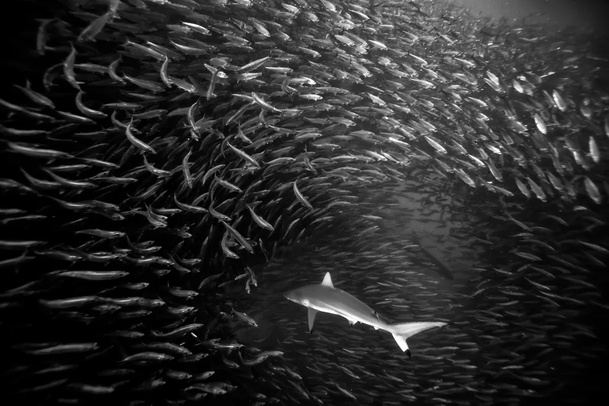 shark and sardine bait ball