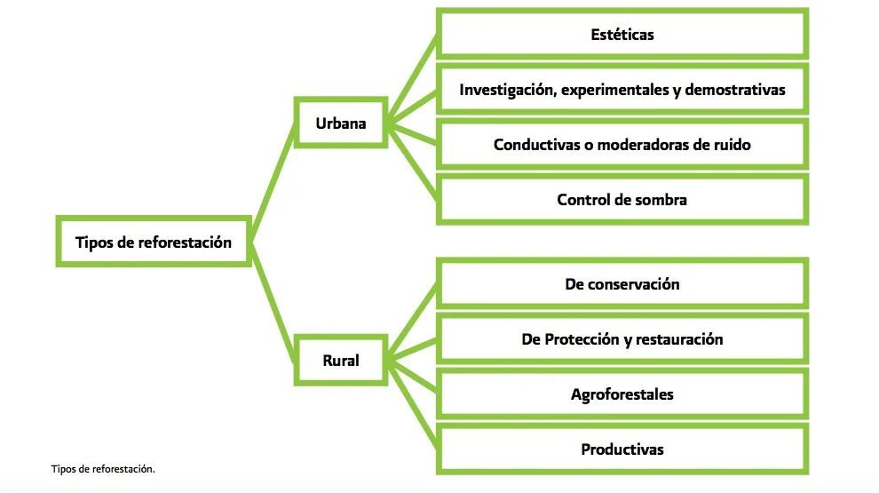 Imagen del archivo de «Entendiendo la reforestación: más que plantar todos los árboles posibles».