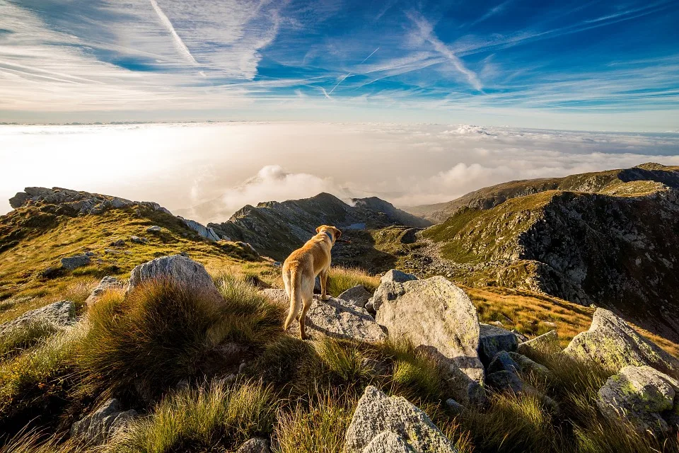 Imagen del archivo de «¿Son bienvenidas las mascotas en las zonas de escalada?».