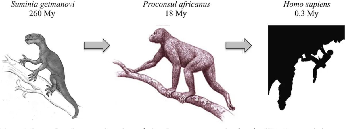 Figure 1. Some arboreal species along the evolution: Suminia getmanovi Ivachnenko 1994, Proconsul africanus Hopwood 1933, Homo sapiens Linnaeus 1758.