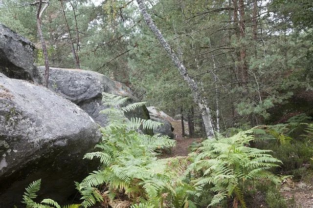 Imagen de portada de «Incendio consume 14,000m2 de bosque en la mítica Fontainebleau».