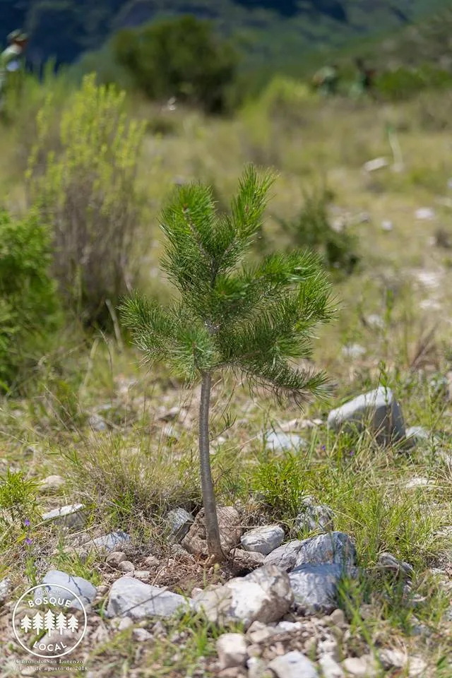 Imagen del archivo de «Continúa con éxito reforestación en Zapalinamé ¡Súmate!».