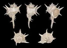 - Bolinus brandaris - wikipedia commons