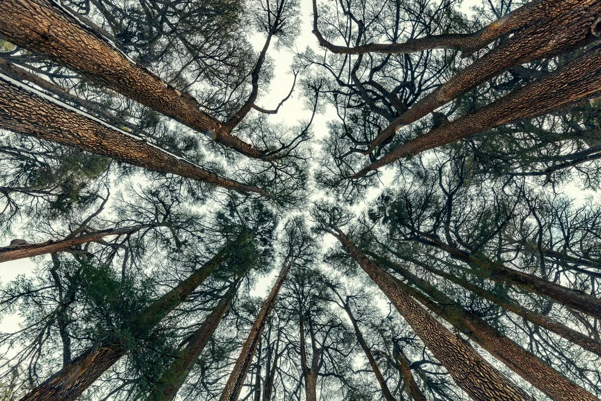 Cedars trees forest background
