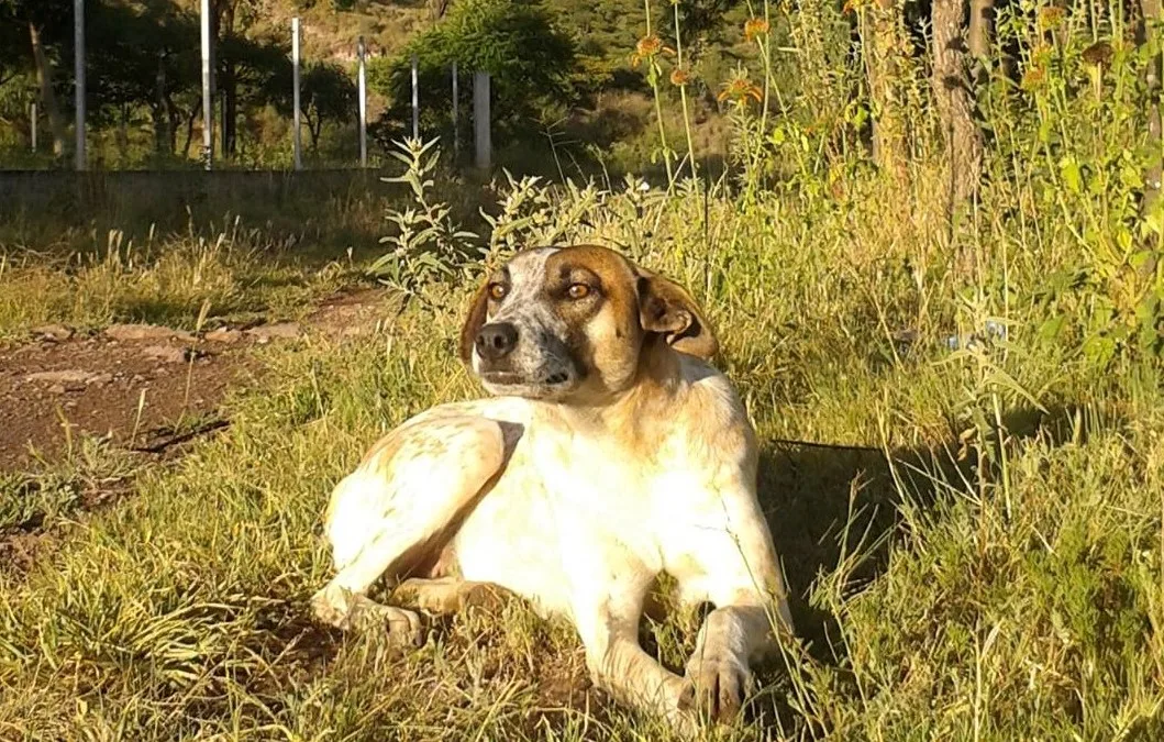 Imagen de portada de «Campaña de esterilización y adopción en la zona de escalada El Arenal».
