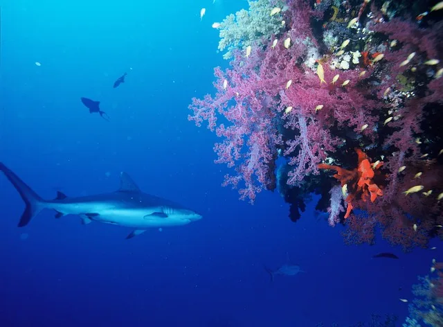 Imagen del archivo de «Desiertos los mares: gobierno convoca a pescar tiburón blanco en Oaxaca».