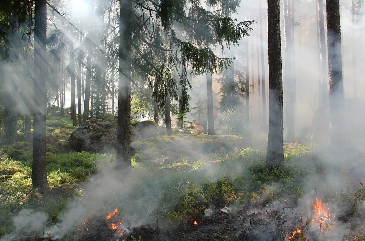 Imagen de portada de «52 incendios forestales activos, 5 en áreas Naturales Protegidas».
