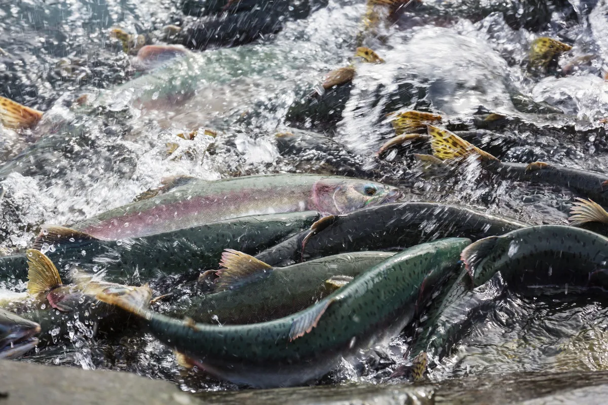 Spawning salmon