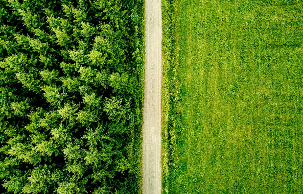 Imagen de portada de «Entendiendo la reforestación: más que plantar todos los árboles posibles».