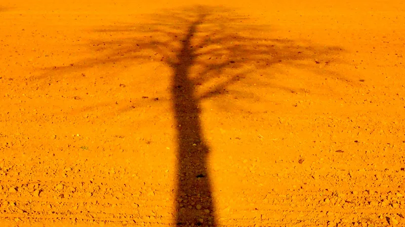 Tree-2