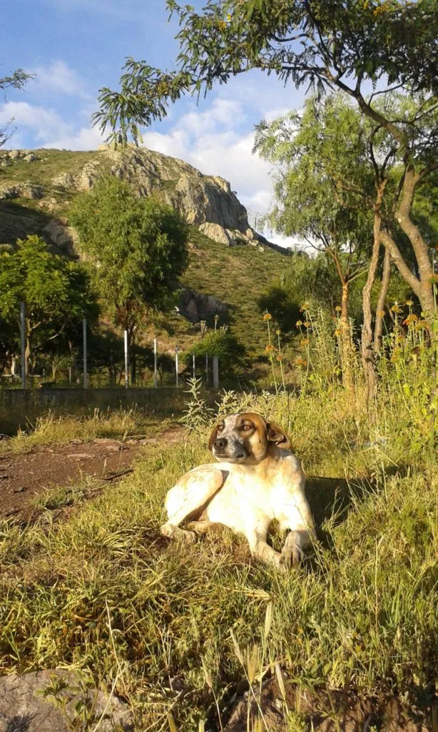 Imagen del archivo de «Campaña de esterilización y adopción en la zona de escalada El Arenal».
