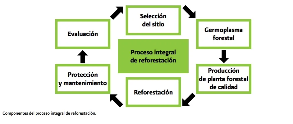 Imagen del archivo de «Entendiendo la reforestación: más que plantar todos los árboles posibles».