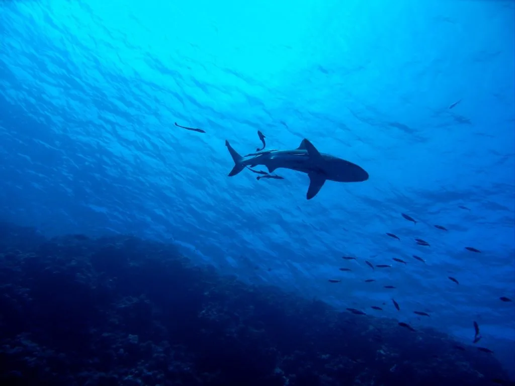 Imagen del archivo de «Desiertos los mares: gobierno convoca a pescar tiburón blanco en Oaxaca».