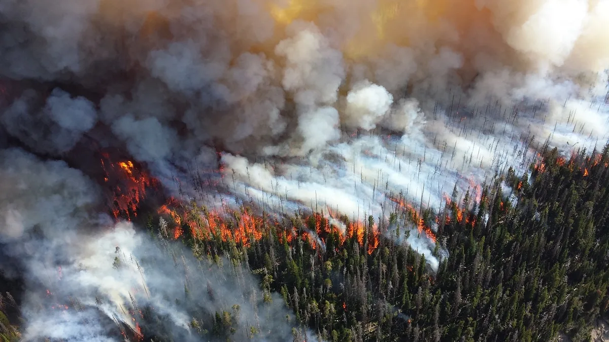 Imagen de portada de «Incendios forestales: causas, consecuencias y el calentamiento global».