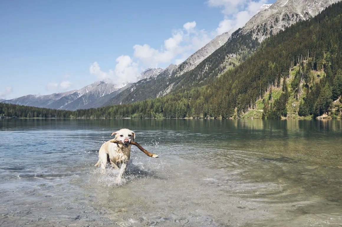 Happy dog in mountains