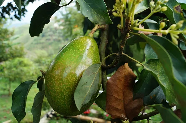 Imagen del archivo de «Opinión: Superfoods y el marketing turbonutritivo, ¿una mentira?».