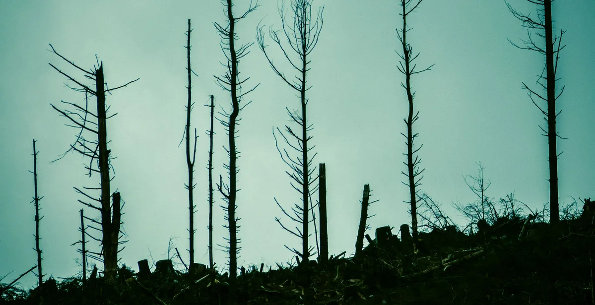 Imagen de portada de «Incendios en los bosques de México: hay 854.30 hectáreas afectadas».