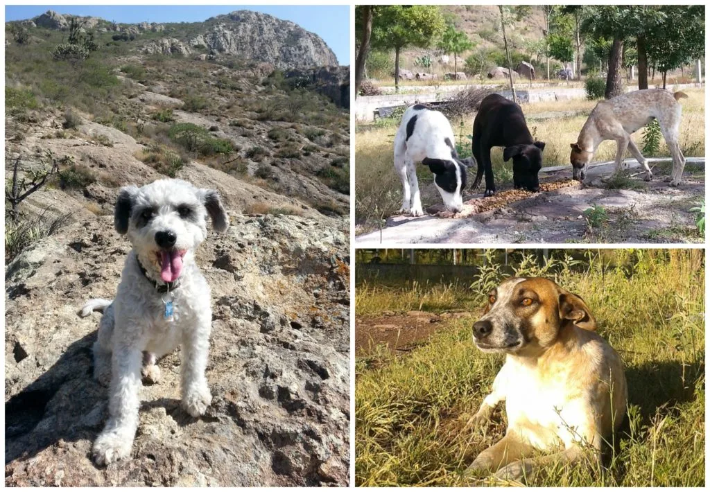 Imagen del archivo de «Campaña de esterilización y adopción en la zona de escalada El Arenal».