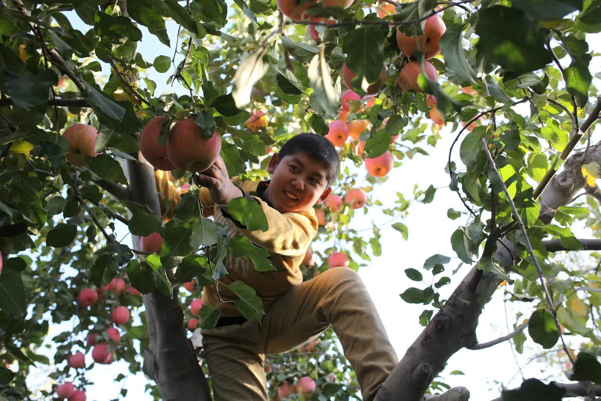 Imagen de portada de «"Las manzanas nacen en el súper": ¿por qué los niños deben aprender a cultivar?».