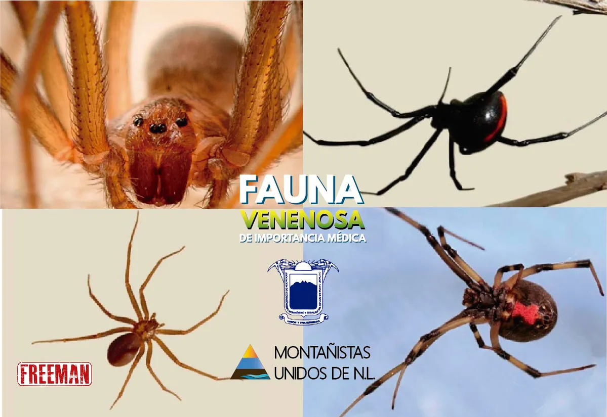 Imagen de portada de «Conferencia: Fauna venenosa en los deportes outdoors, ¿cómo actuar y prevenir?».