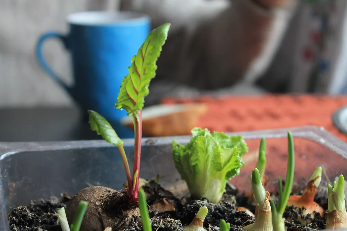 Imagen de portada de «10 consejos para ser eco-friendly desde casa en tiempos de COVID-19».