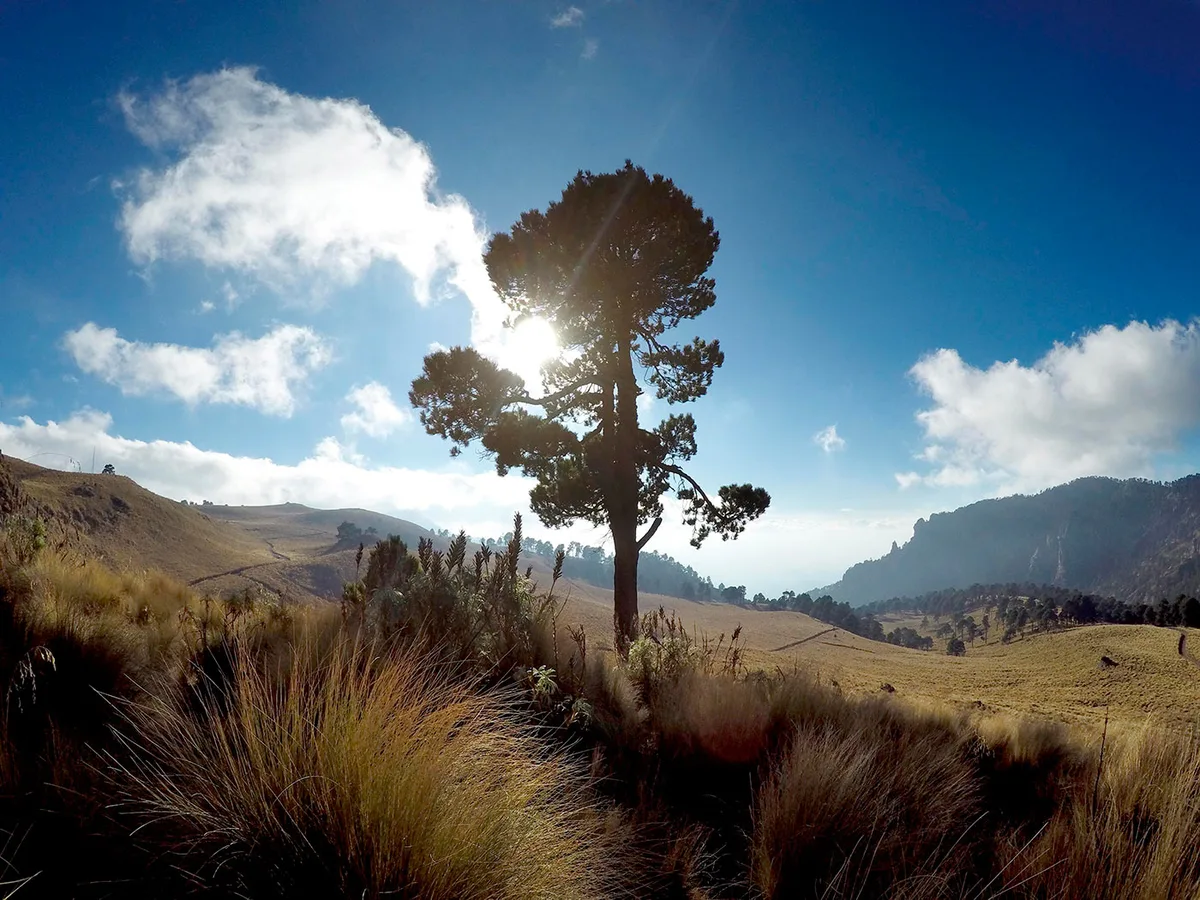 Imagen de portada de «Celebra el #DíaDeLaTierra ayudando a reforestar el Parque Nacional Izta-Popo».