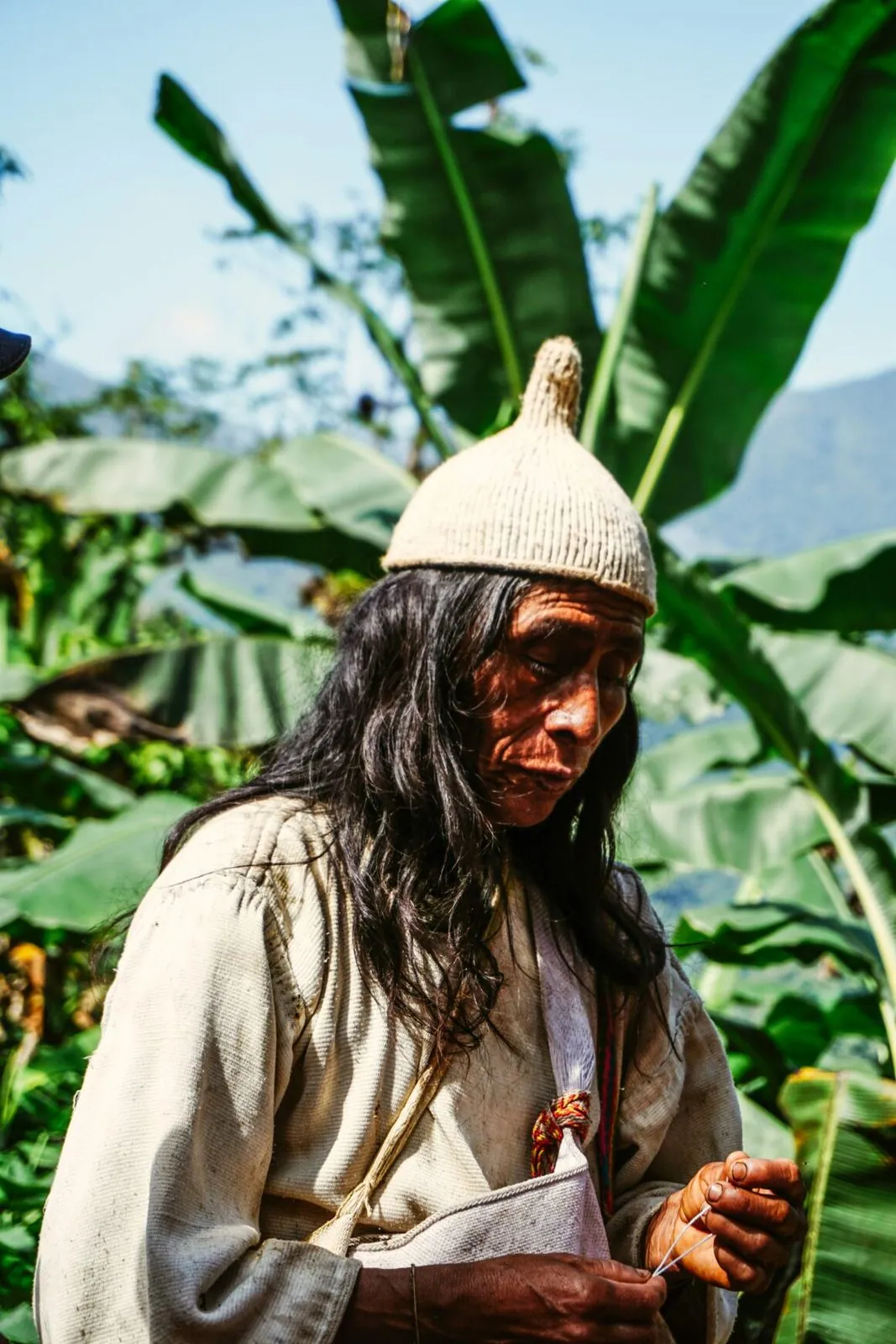 Una persona con sombrero camina entre vegetación de hojas grandes.
