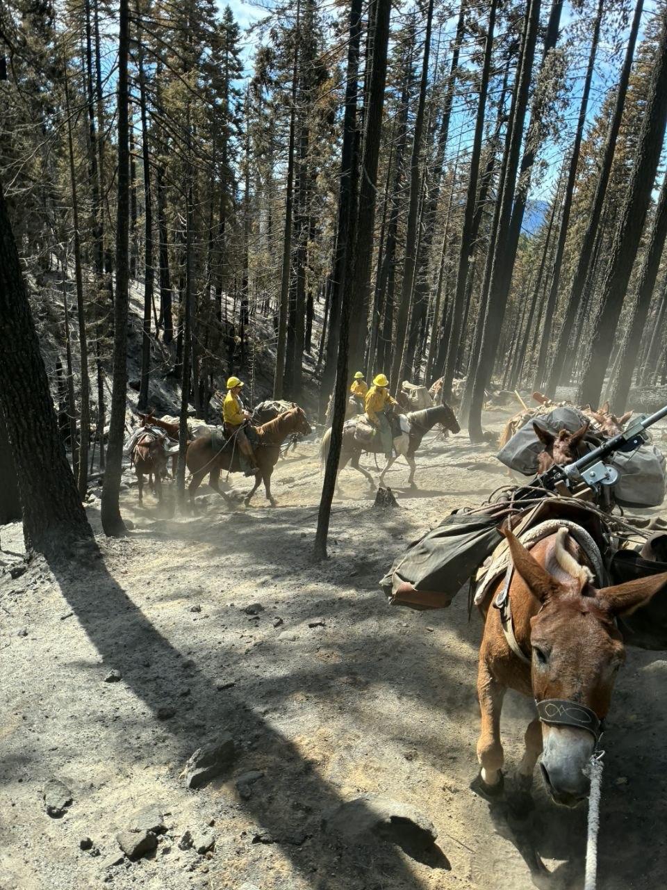 Arrieros a caballo conducen mulas cargadas por un bosque de árboles ennegrecidos y suelo con ceniza.