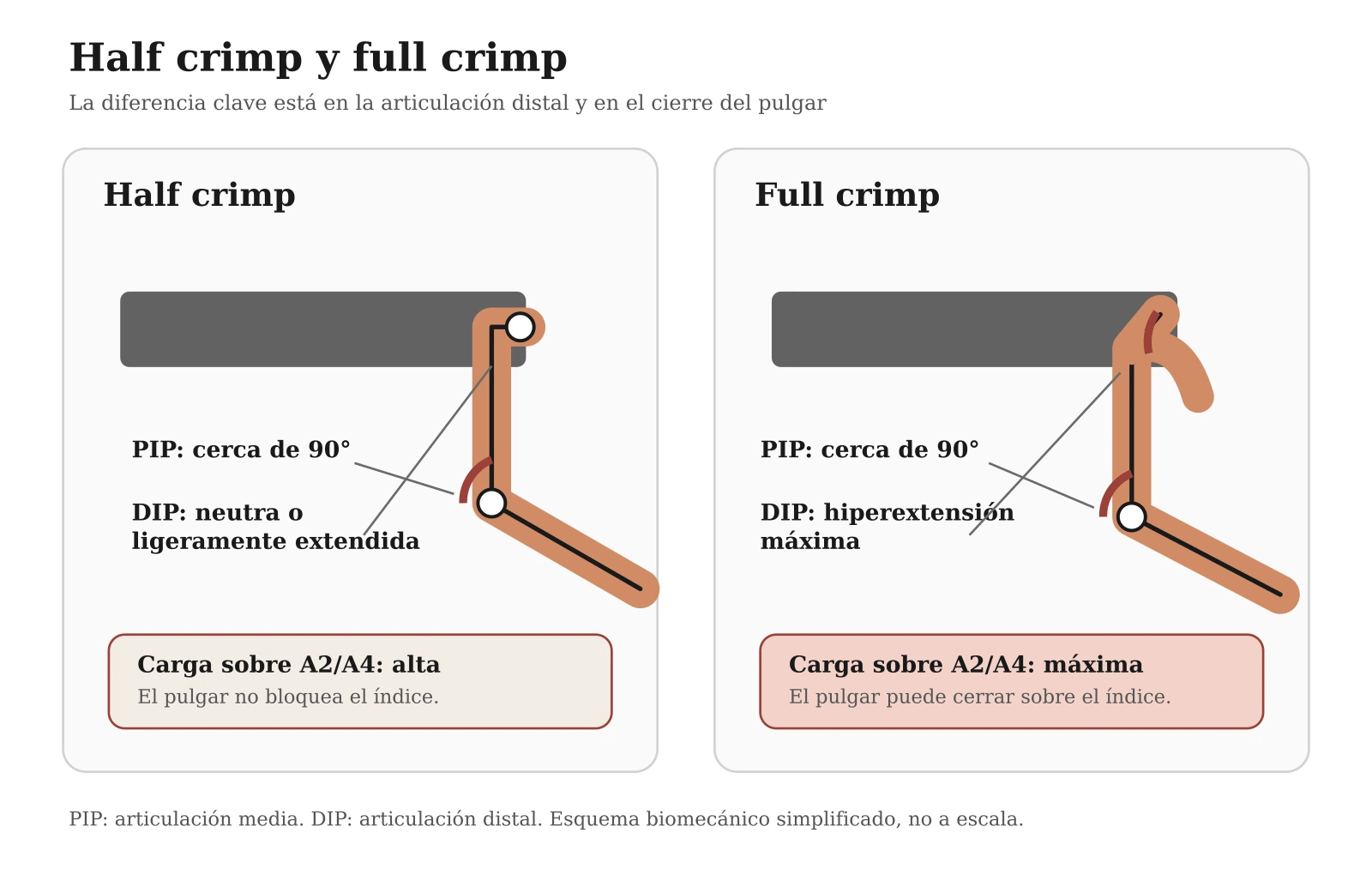 Comparación lateral entre half crimp y full crimp: ambas posiciones flexionan la articulación PIP; el full crimp hiperextiende más la DIP y puede cerrar el pulgar sobre el índice.