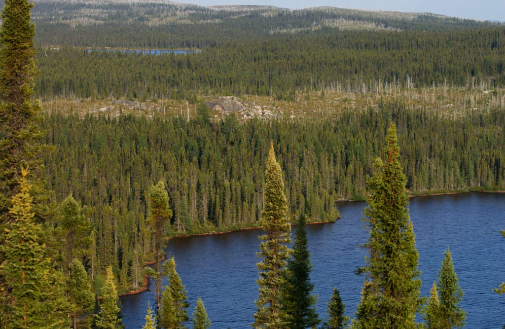 bosque-boreal-canada