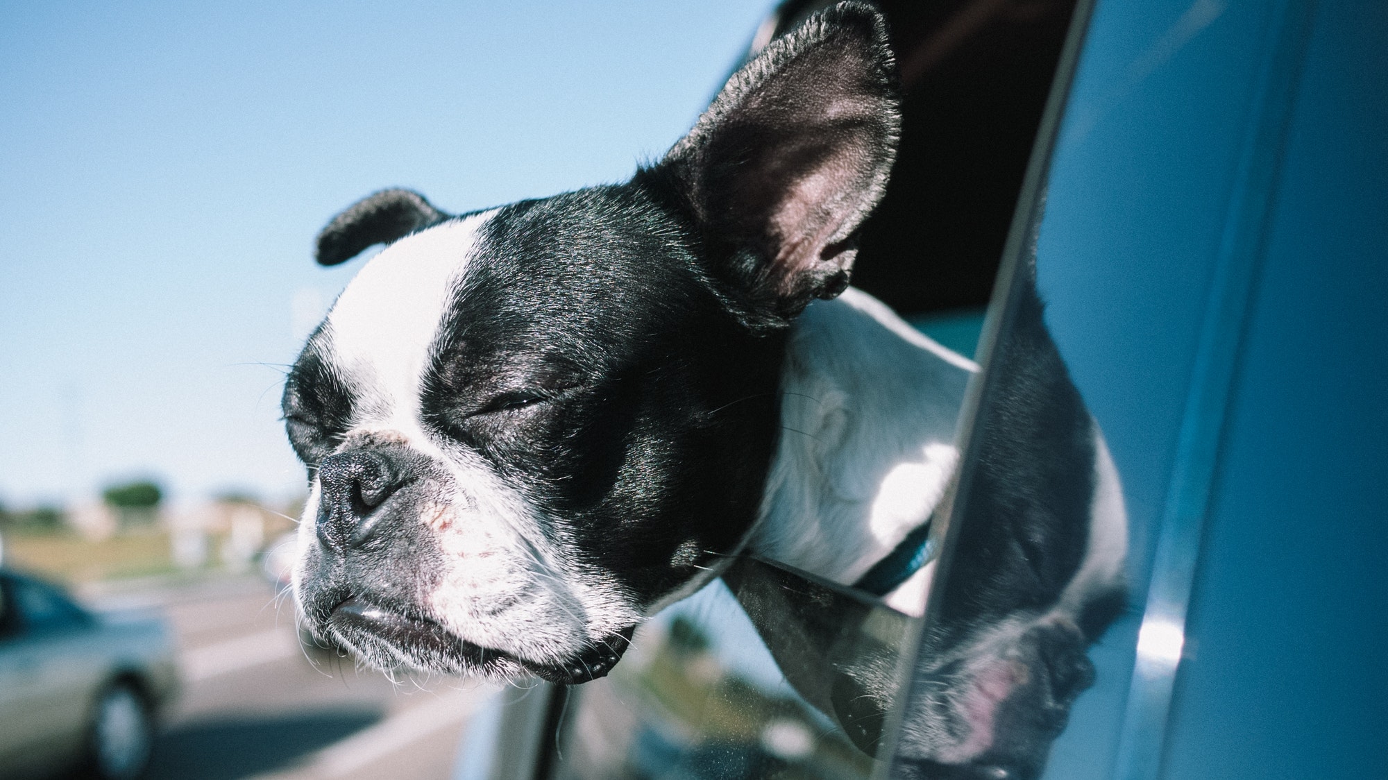 A dog enjoying the wind hitting his face outside a car window.
